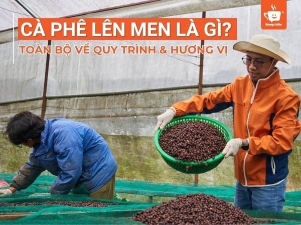 Cà Phê Lên Men Là Gì? Toàn Bộ Kiến Thức Từ Quy Trình Đến Hương Vị
