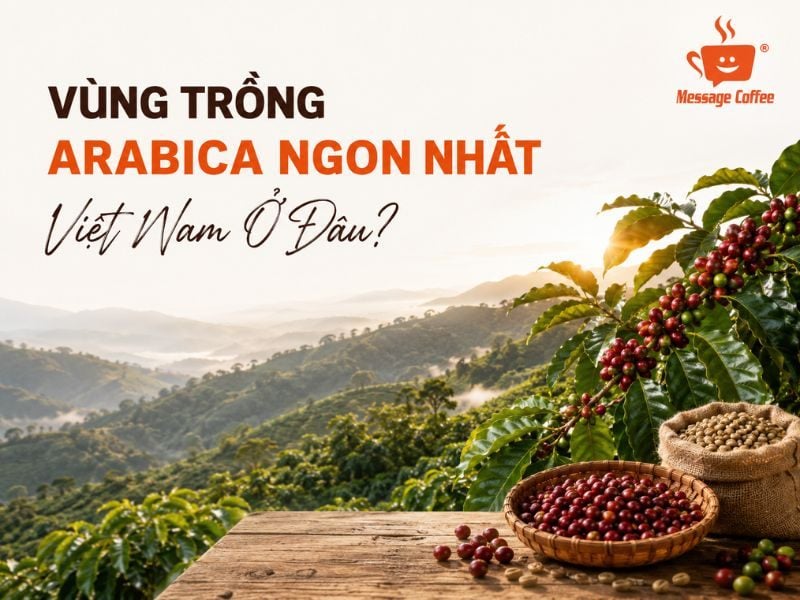 Vùng Trồng Arabica Ngon Nhất Việt Nam Ở Đâu?
