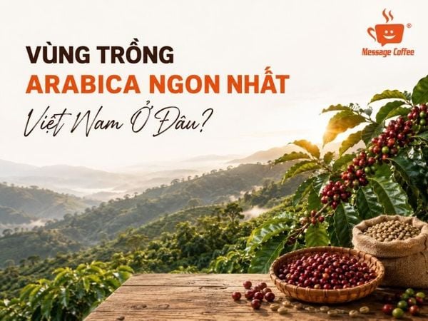 Vùng Trồng Arabica Ngon Nhất Việt Nam Ở Đâu?