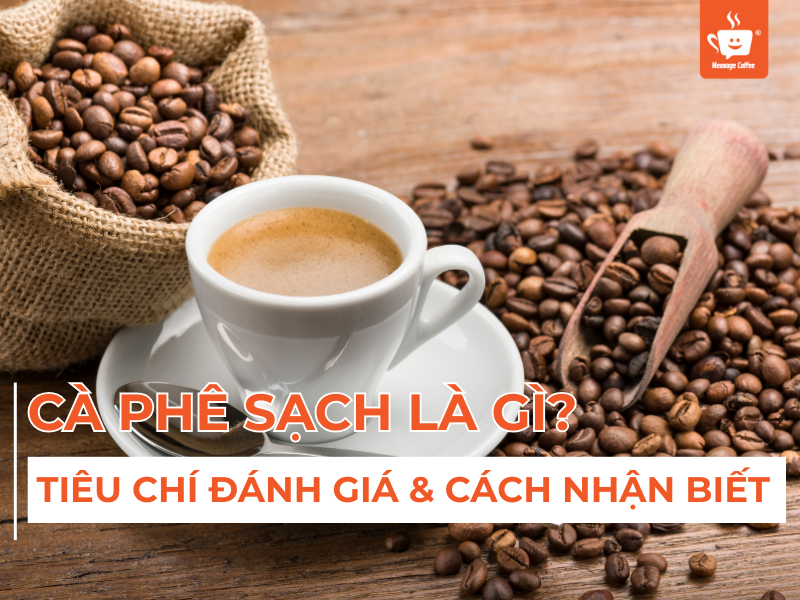 Cà Phê Sạch Là Gì? Tiêu Chí Đánh Giá & Cách Nhận Biết Chuẩn Nhất