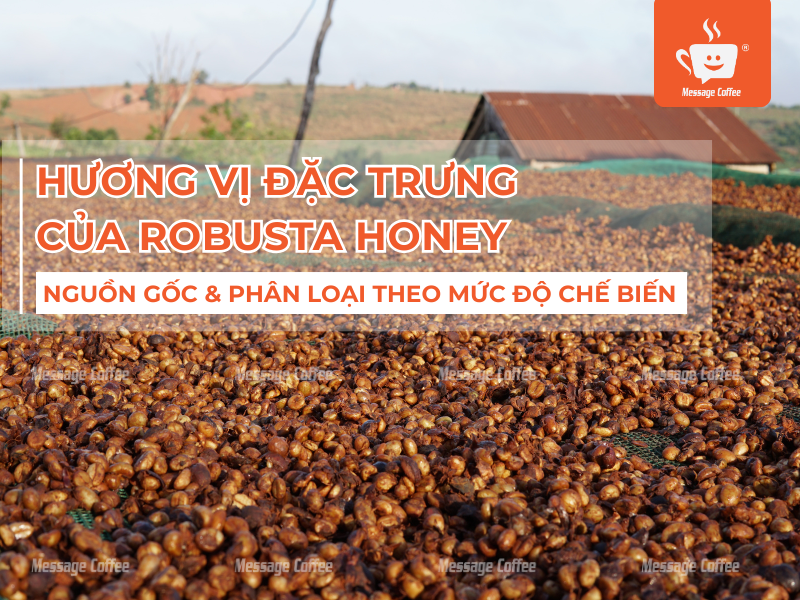 Tìm Hiểu Hương Vị Đặc Trưng Của Robusta Honey: Lý Giải Nguồn Gốc & Phân Loại Theo Mức Độ Chế Biến
