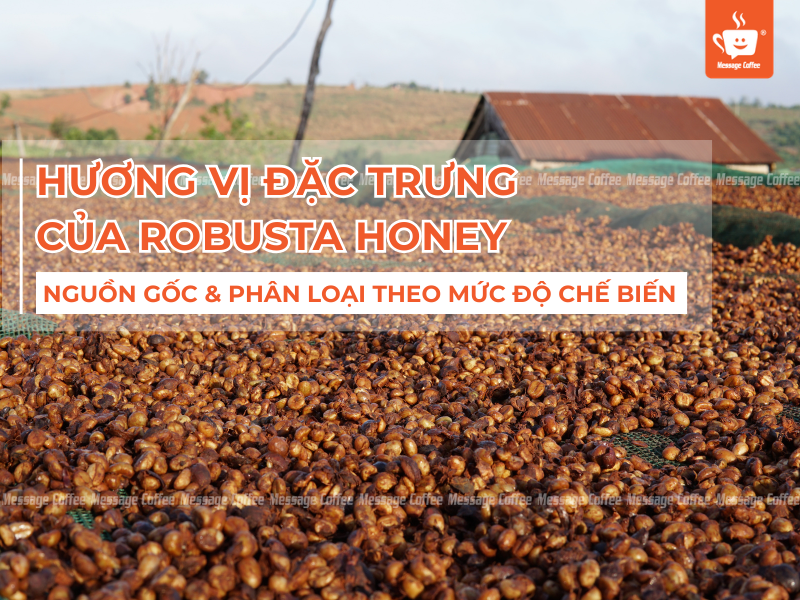 Tìm Hiểu Hương Vị Đặc Trưng Của Robusta Honey: Lý Giải Nguồn Gốc & Phân Loại Theo Mức Độ Chế Biến
