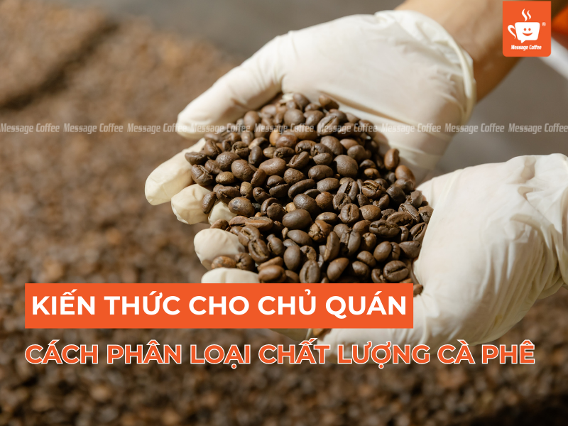 Cách Phân Loại Chất Lượng Cà Phê: Kiến Thức Cho Chủ Quán