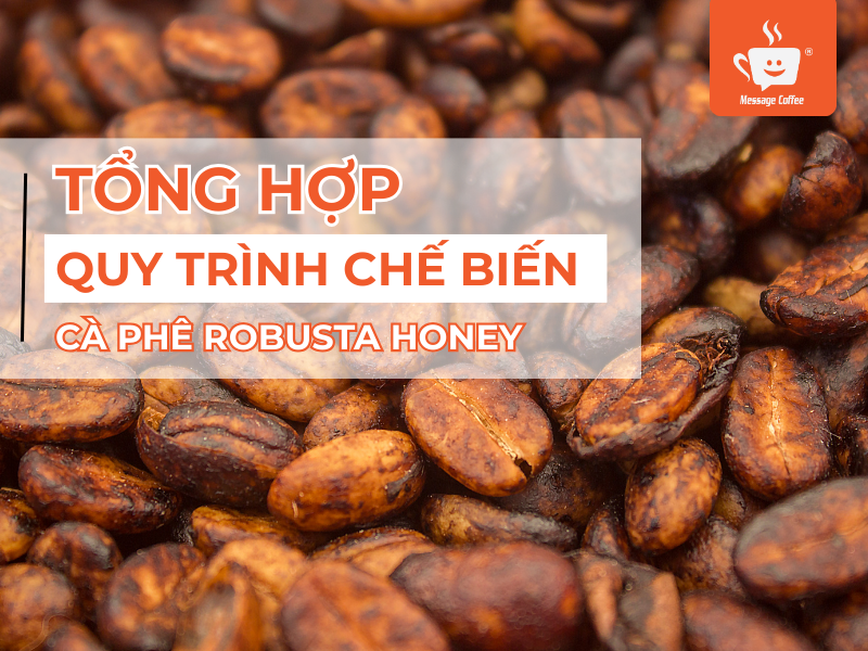 Quy trình chế biến cà phê Robusta Honey siêu chi tiết - Từ thu hoạch đến hạt rang xay