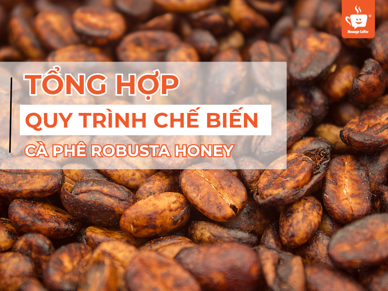 Quy trình chế biến cà phê Robusta Honey siêu chi tiết - Từ thu hoạch đến hạt rang xay