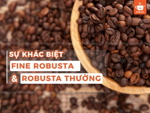 Sự khác biệt giữa Fine Robusta và Robusta Thông Thường