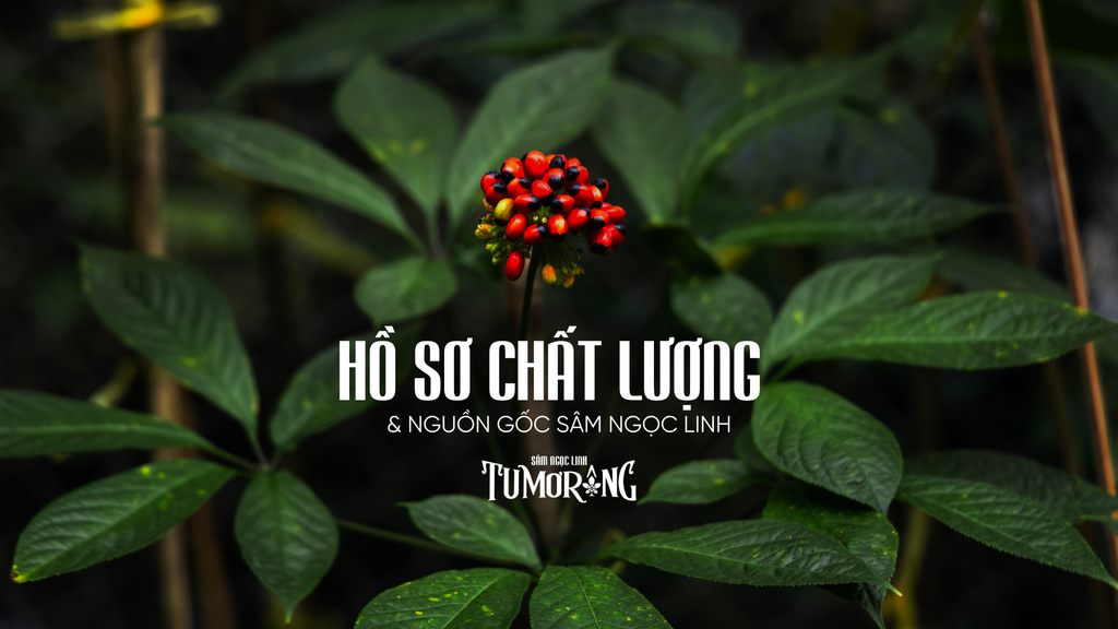 HỒ SƠ CHỨNG NHẬN CHẤT LƯỢNG VÀ NGUỒN GỐC SÂM NGỌC LINH