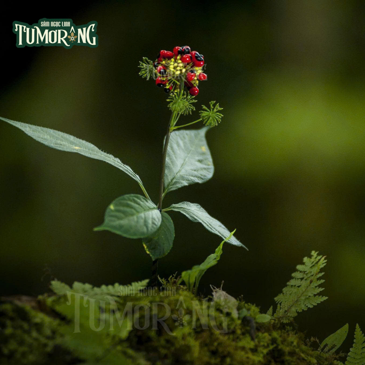 Notoginsenoside SFt1-SFt4: 