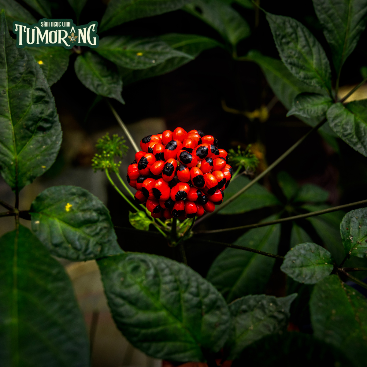 Notoginsenoside SFt1-SFt4: 