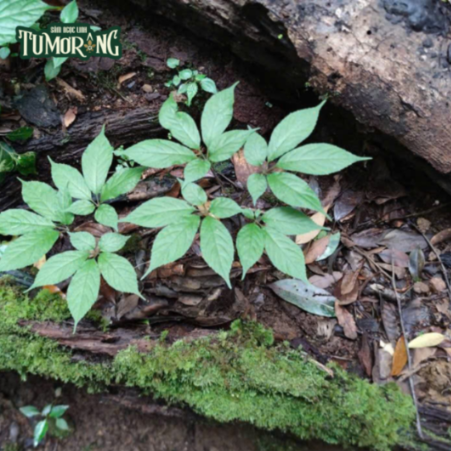 Notoginsenoside R1: Hợp chất tự nhiên hỗ trợ điều trị tiểu đường