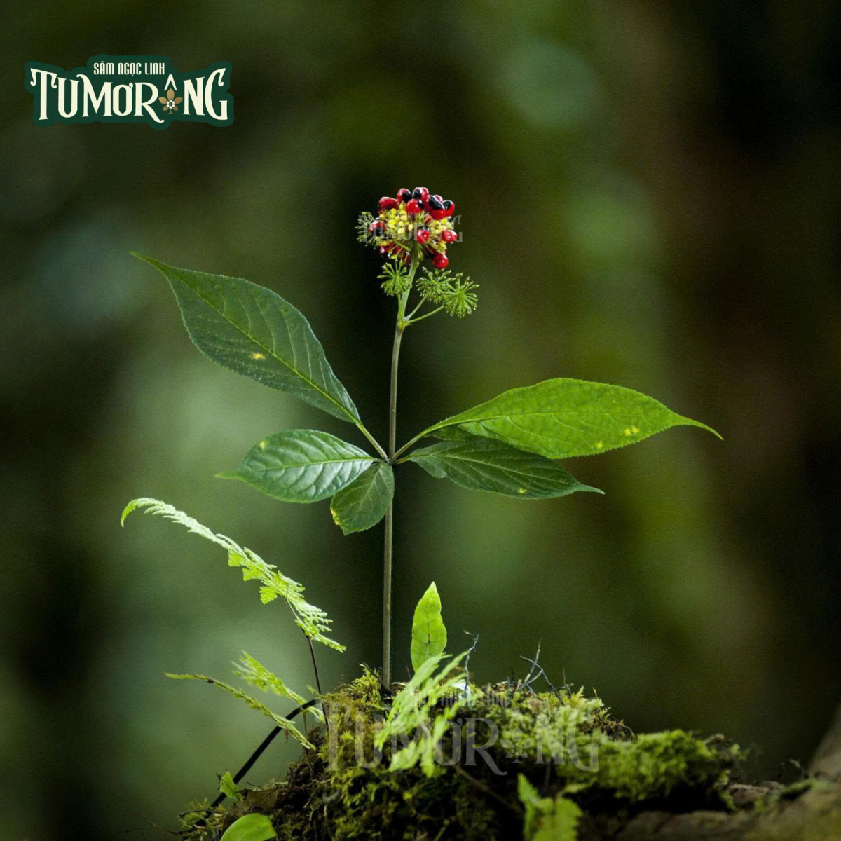 Pseudoginsenoside Rs1 và Cuộc Chiến Chống Ung Thư: Vai Trò Tiềm Năng Của Sâm Ngọc Linh