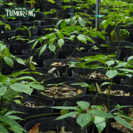 Notoginsenoside R1 là gì? Phân tích chuyên sâu về hợp chất quý giá và vai trò của nó trong y họ