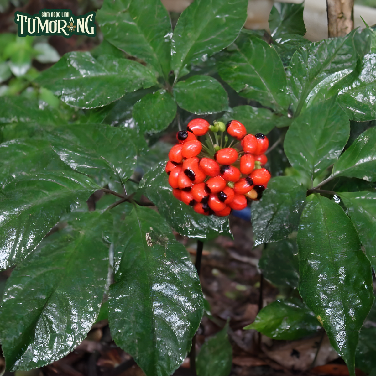 Giải mã Gypenoside XVII và Cơ chế Chống Viêm Vượt Trội từ Sâm Ngọc Linh