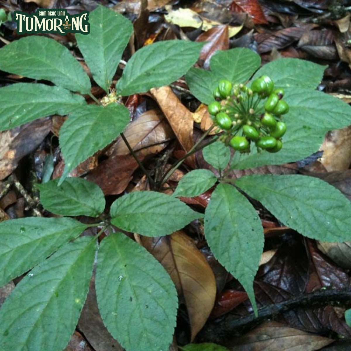 QUINQUENOSIDE R1: KHÁM PHÁ SAPONIN CHỦ LỰC ĐỊNH DANH SÂM NGỌC LINH