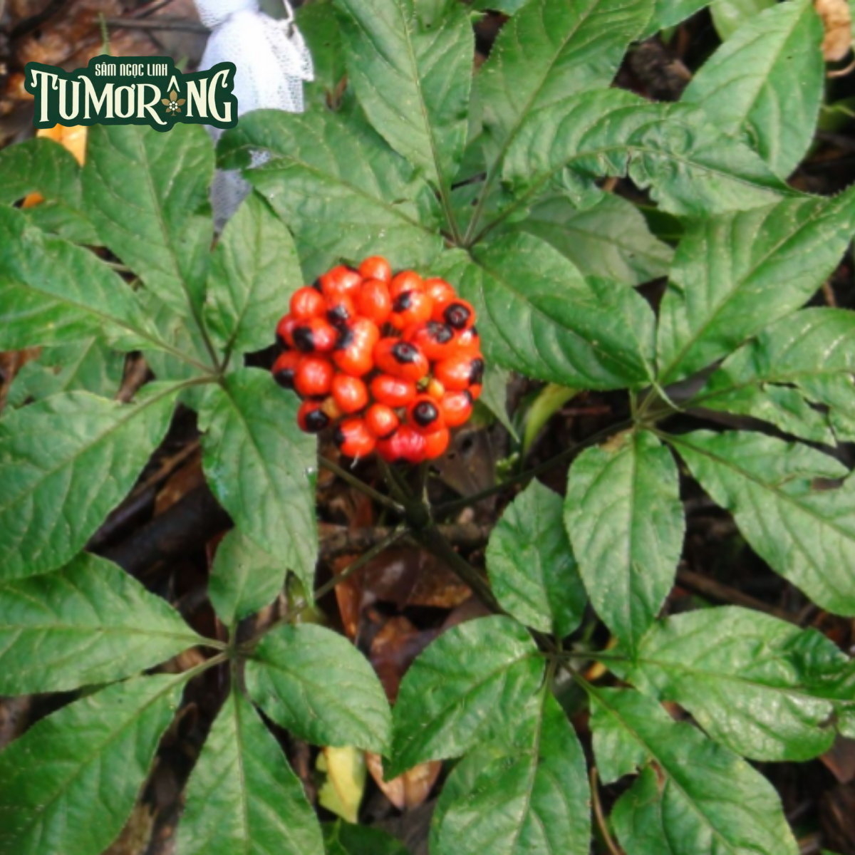 Pseudoginsenoside RT4: Tương Lai Của Y Học Tự Nhiên và Những Lưu Ý Về Tương Tác Thuốc