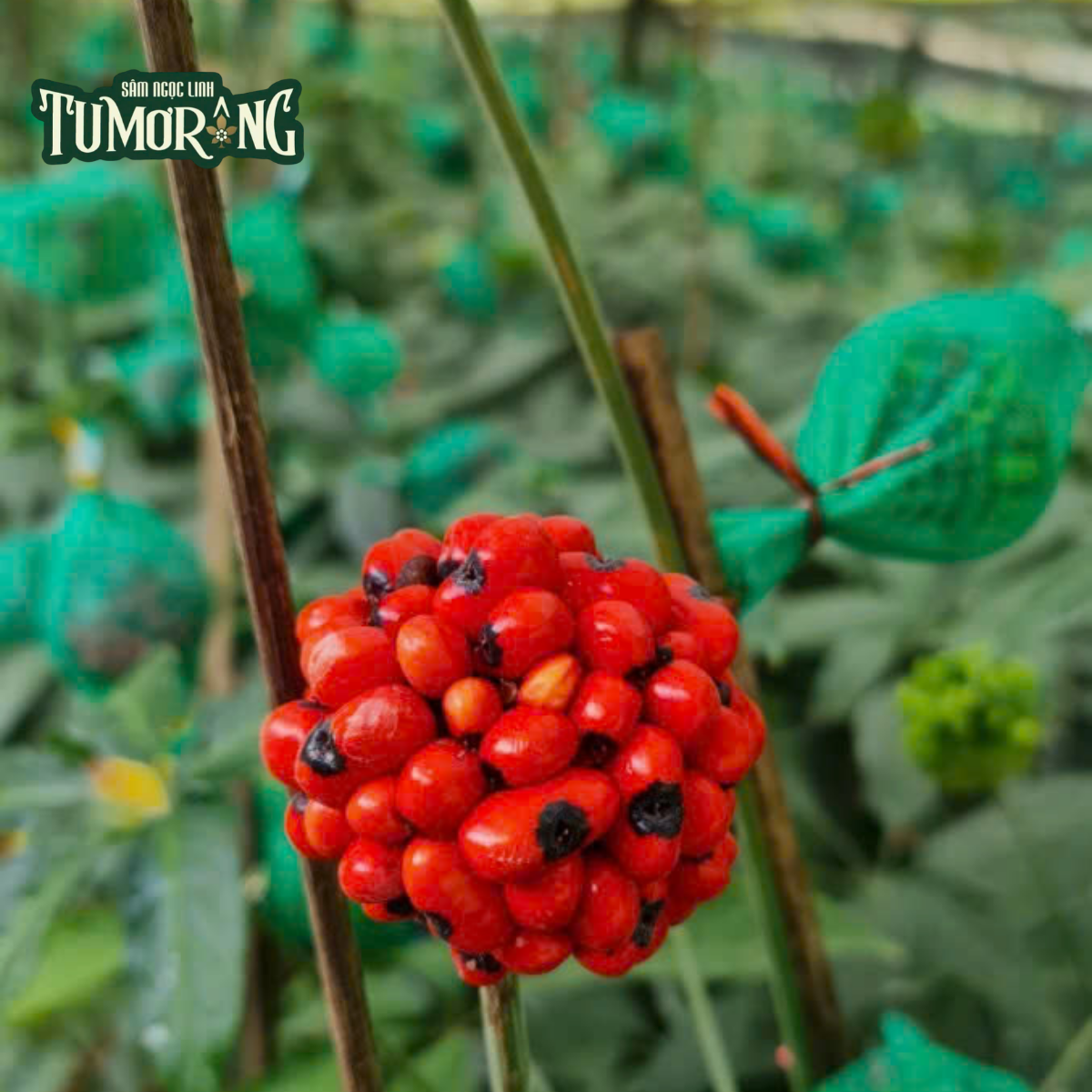 Pseudoginsenoside RT4: Khám Phá “Viên Ngọc Quý” Ẩn Giấu Trong Sâm Ngọc Linh Kon Tum