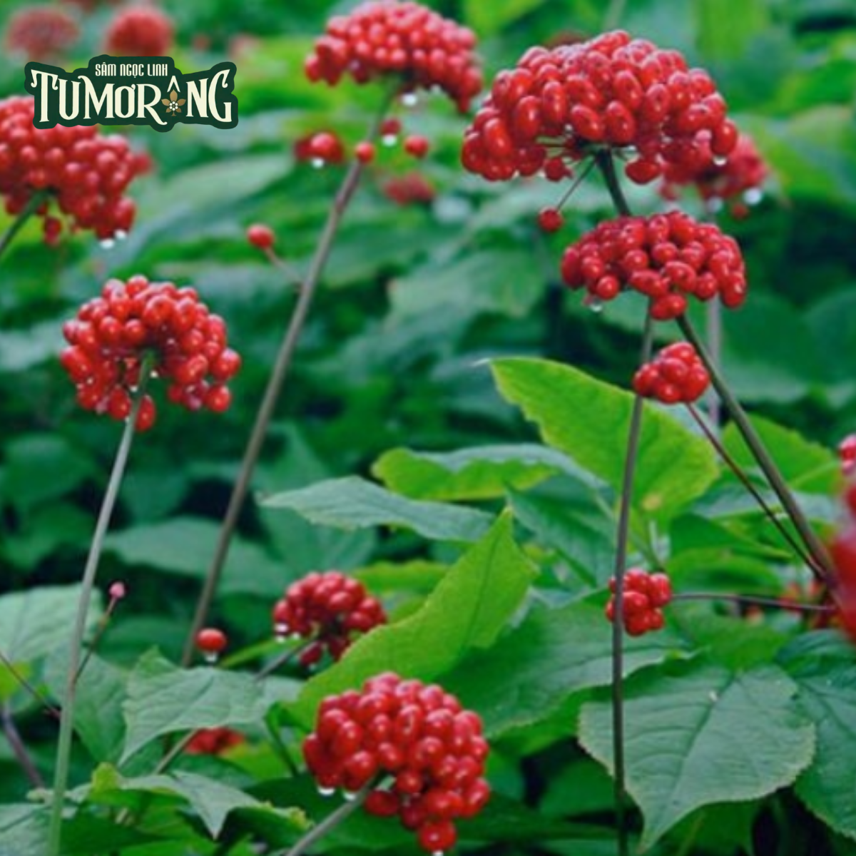 Từ Chống Viêm Đến Bảo Vệ Tim Mạch: Sức Mạnh Kép Của Pseudoginsenoside RT4 Trong Sâm Ngọc Linh