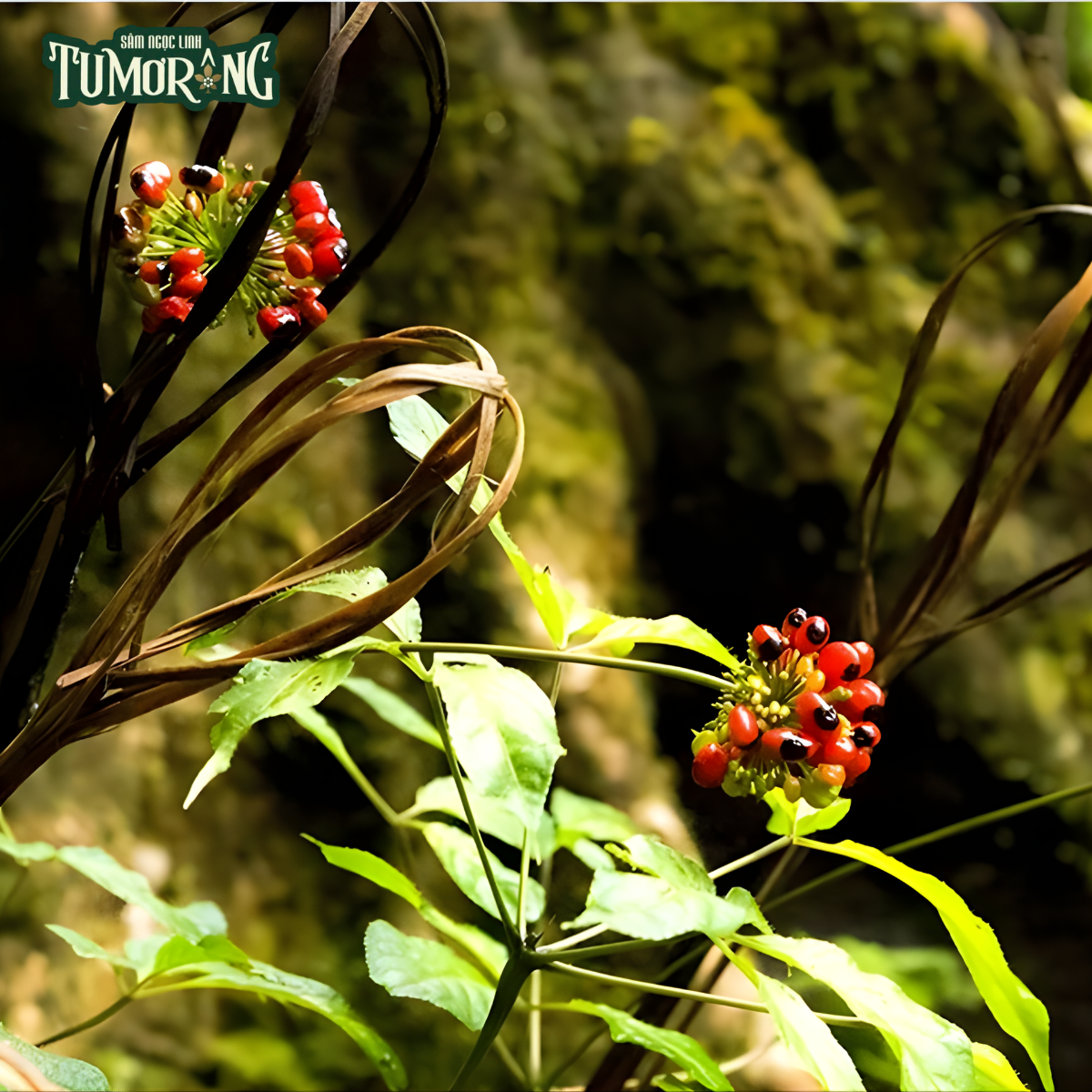 Gypenoside XVII - Vũ khí mới từ Sâm Ngọc Linh trong cuộc chiến chống Ung thư