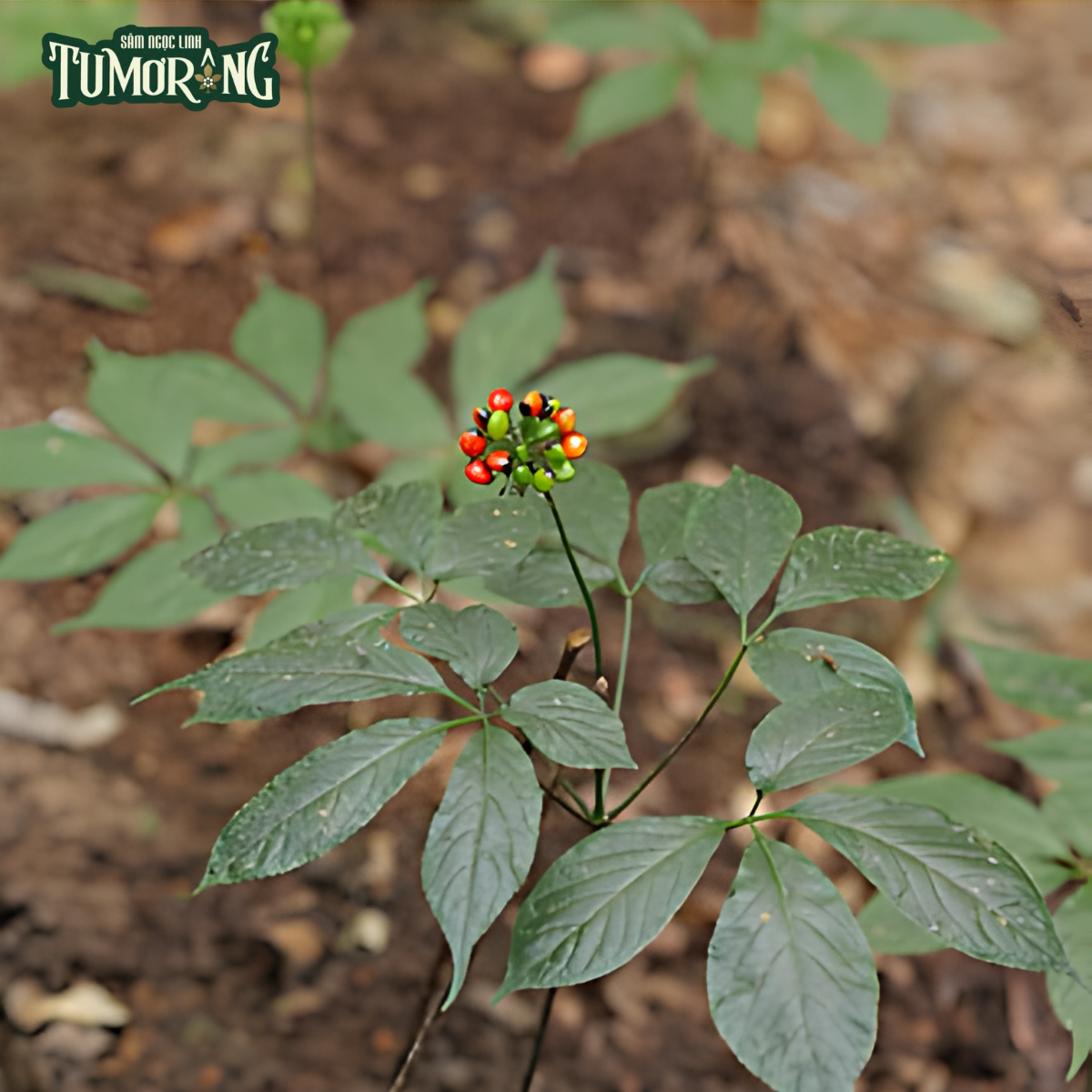 Sâm Ngọc Linh và Gypenoside XVII: Tương lai của Y học Tái tạo Thần kinh