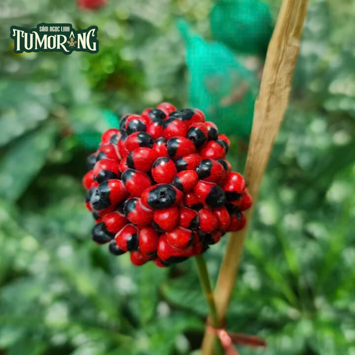 Pseudoginsenoside RT4: 