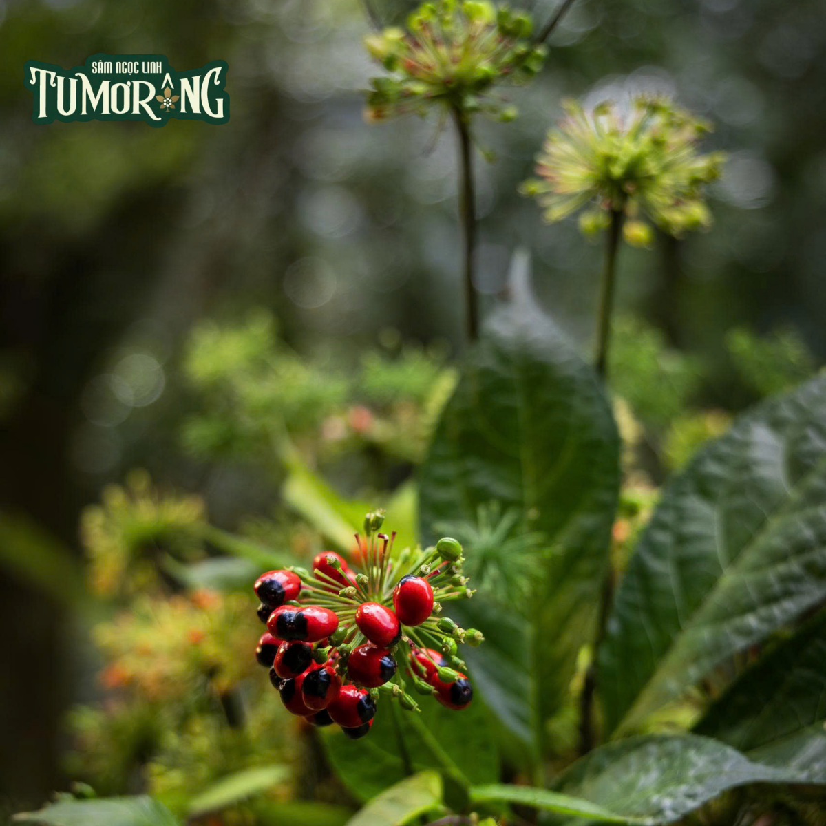 Hướng Dẫn Sử Dụng Sâm Ngọc Linh Hiệu Quả Để Tận Dụng Tối Đa Hoạt Chất Pseudoginsenoside Rs1