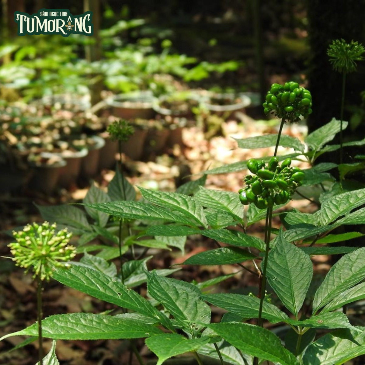 Hỏi đáp về Ginsenoside Rh1 trong Sâm Ngọc Linh Tumorong