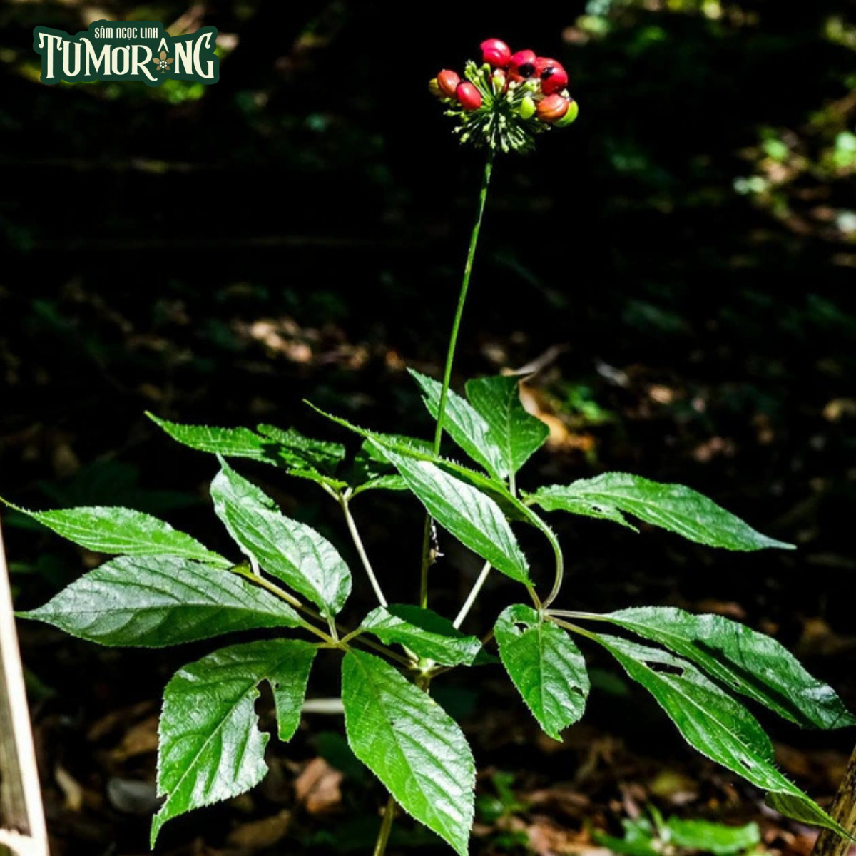 Ginsenoside Rh1 và Ung thư: Phân tích cơ chế chống ung thư và tiềm năng trong y học hiện đại