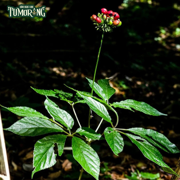 Ginsenoside Rh1 và Ung thư: Phân tích cơ chế chống ung thư và tiềm năng trong y học hiện đại