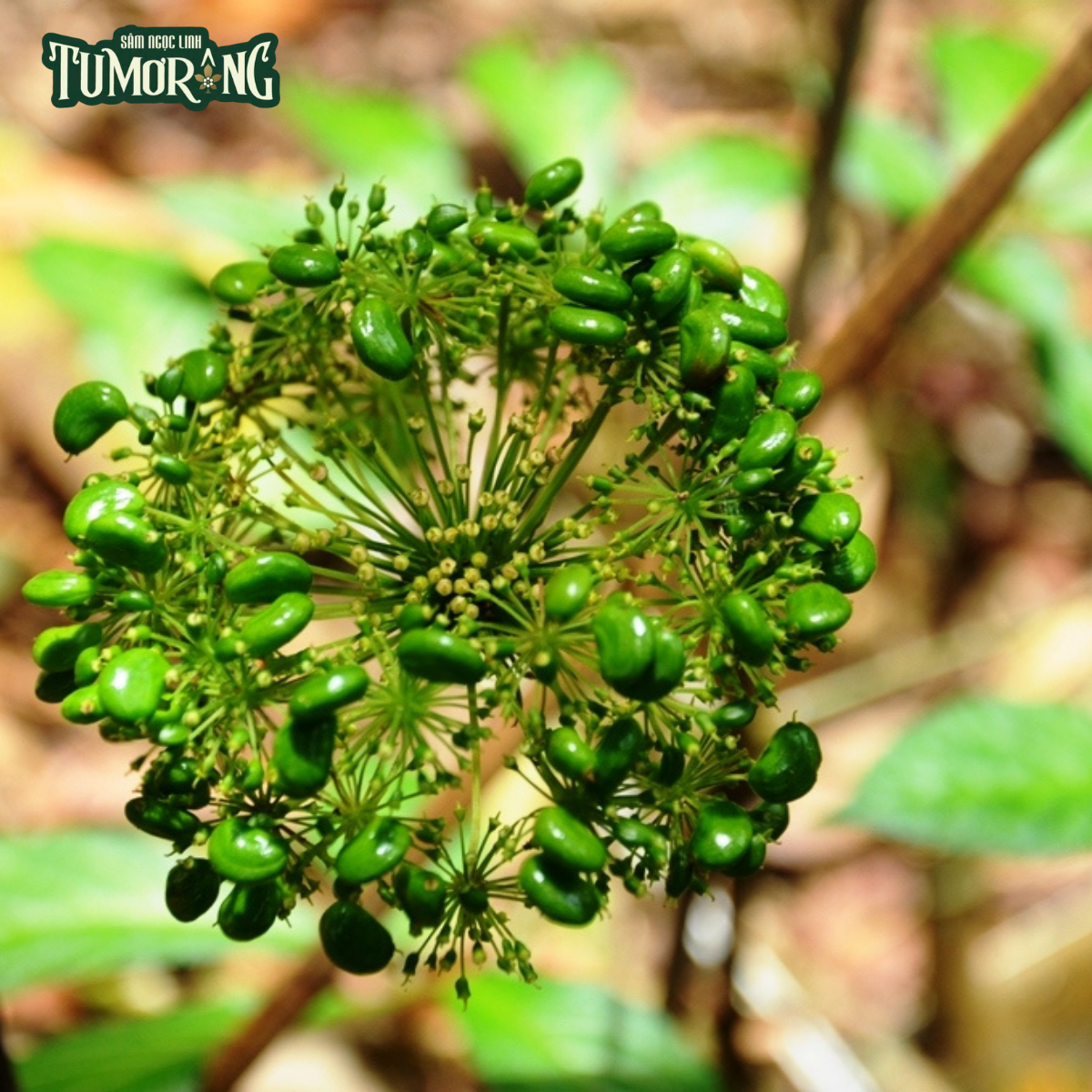 Khả Dụng Sinh Học Của Quinquenoside R1: Thách Thức Hấp Thụ và Giải Pháp Công Nghệ