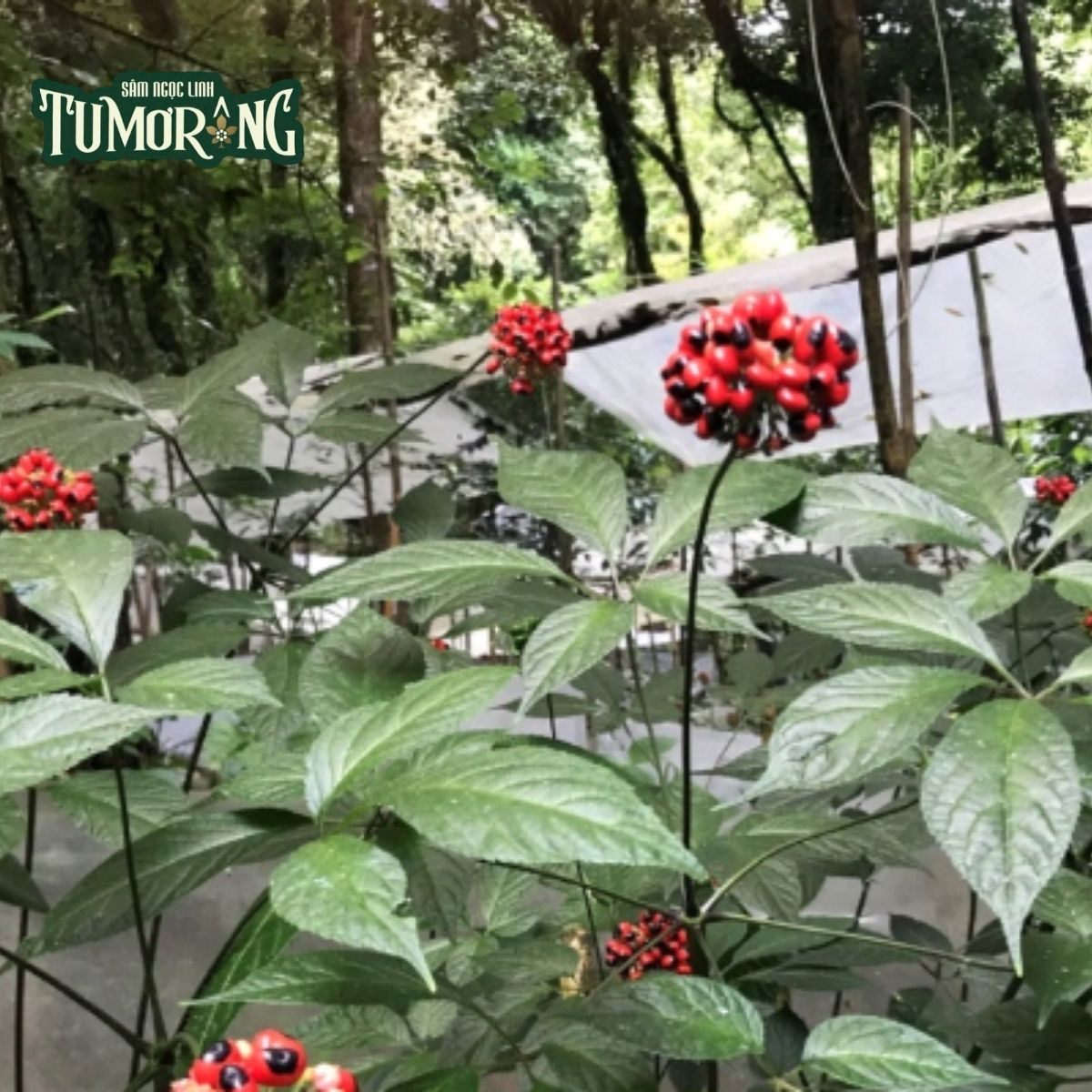 Từ Nghiên Cứu Đến Thực Tiễn: Tương Lai của Sâm Ngọc Linh và P-F11 trong Y Học Hiện Đại