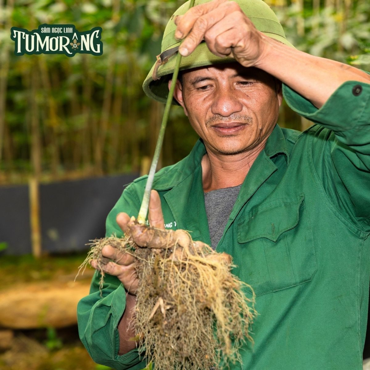 Pseudoginsenoside F11: 