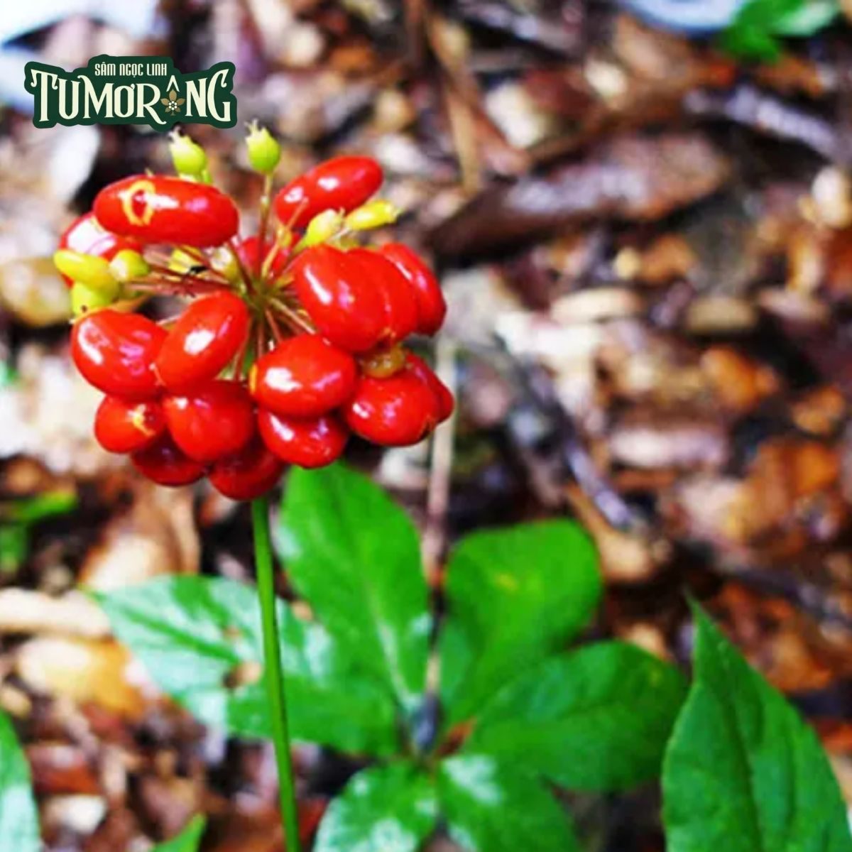 Giải Mã Tác Dụng Chống Viêm và Chống Oxy Hóa Toàn Diện của Saponin P-F11