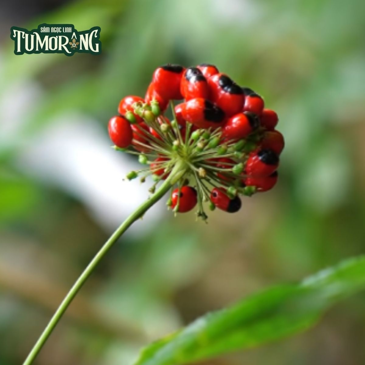 Cơ Chế Chống Ung Thư Đa Tầng của Pseudoginsenoside F11: Một Kỷ Nguyên Mới