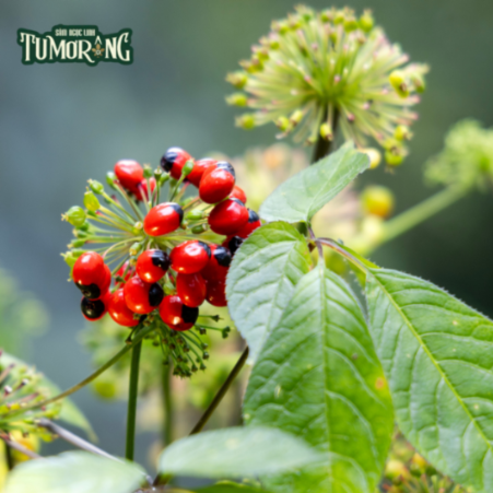 Notoginsenoside R1 (NGR1): Cơ chế Dược lý và Tiềm năng Ứng dụng trong Điều hòa Chuyển hóa Xương