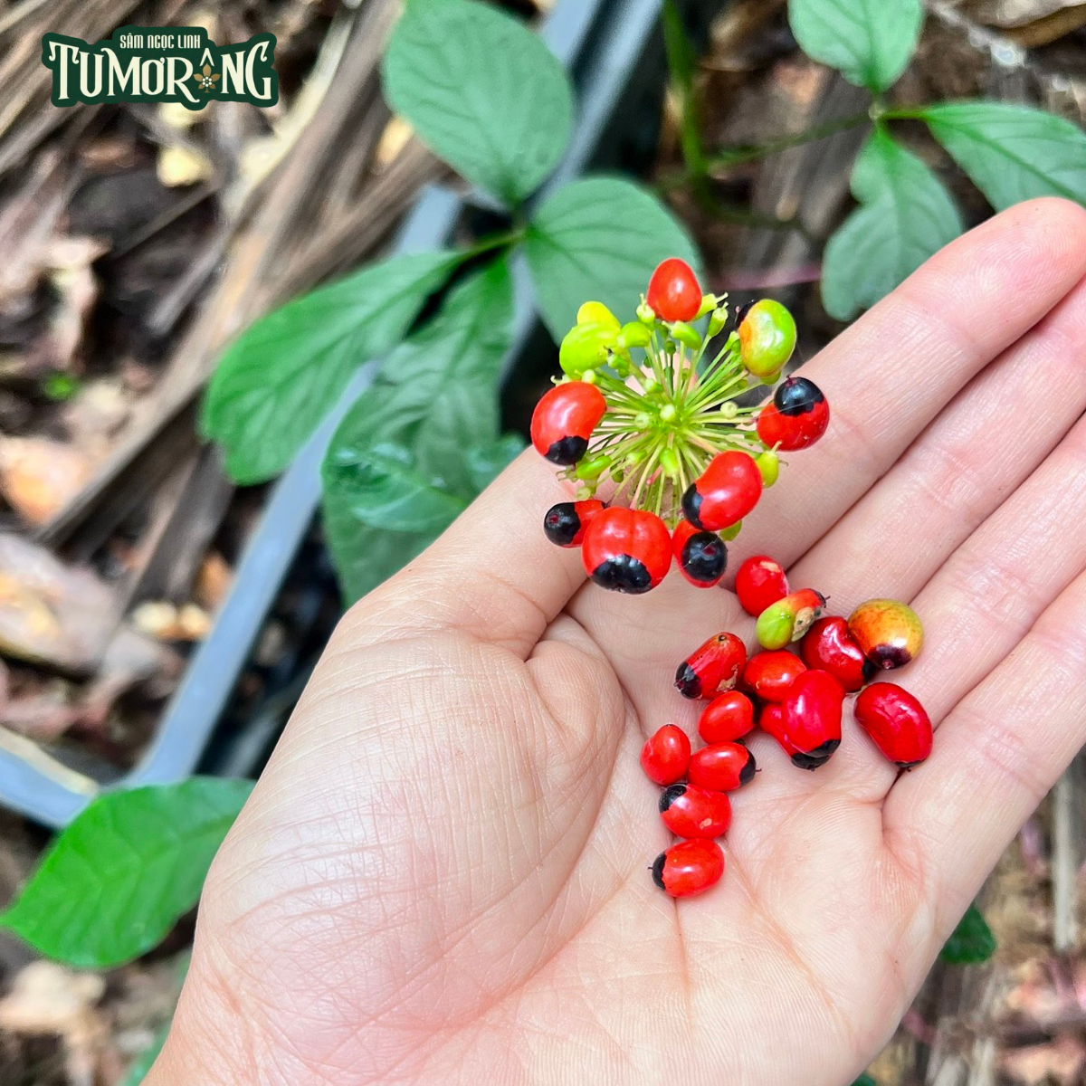 PHÂN TÍCH CƠ CHẾ CHỐNG UNG THƯ CỦA QUINQUENOSIDE R1 TRONG SÂM NGỌC LINH