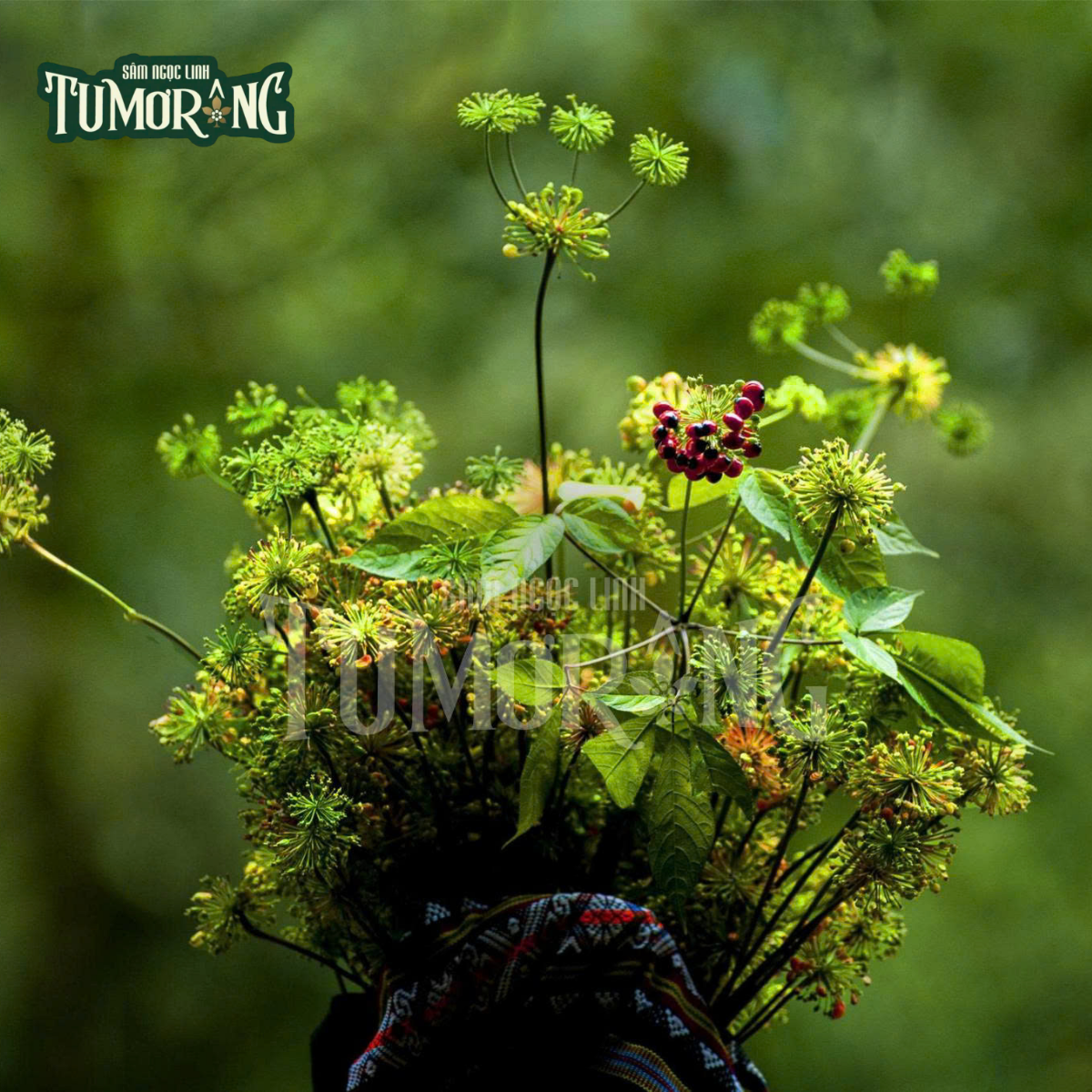 Tiềm Năng Hỗ Trợ Điều Trị Ung Thư của Notoginsenoside SFt1-SFt4 trong 