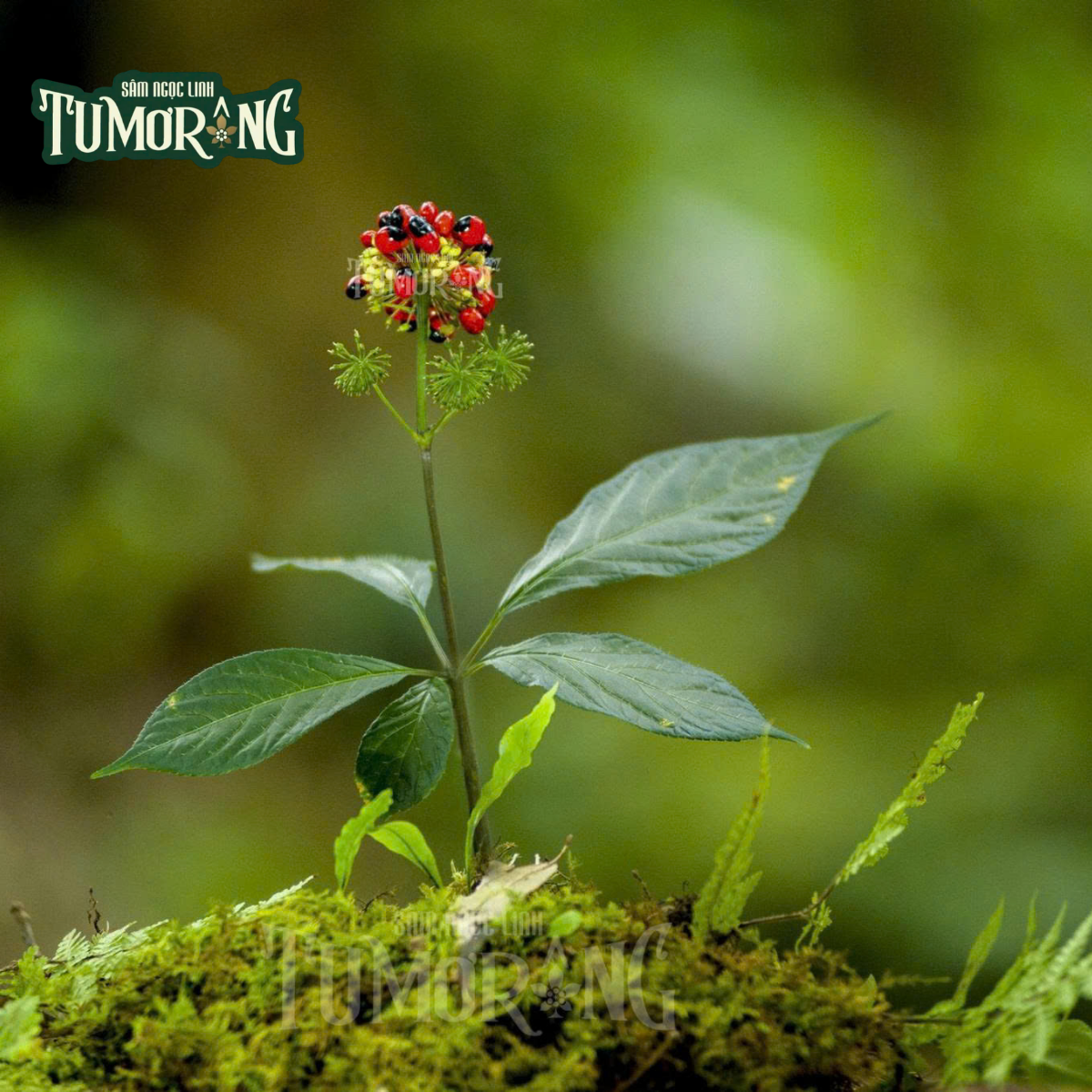 Giải Mã Tác Dụng Chống Stress Của Pseudoginsenoside Rs1: 