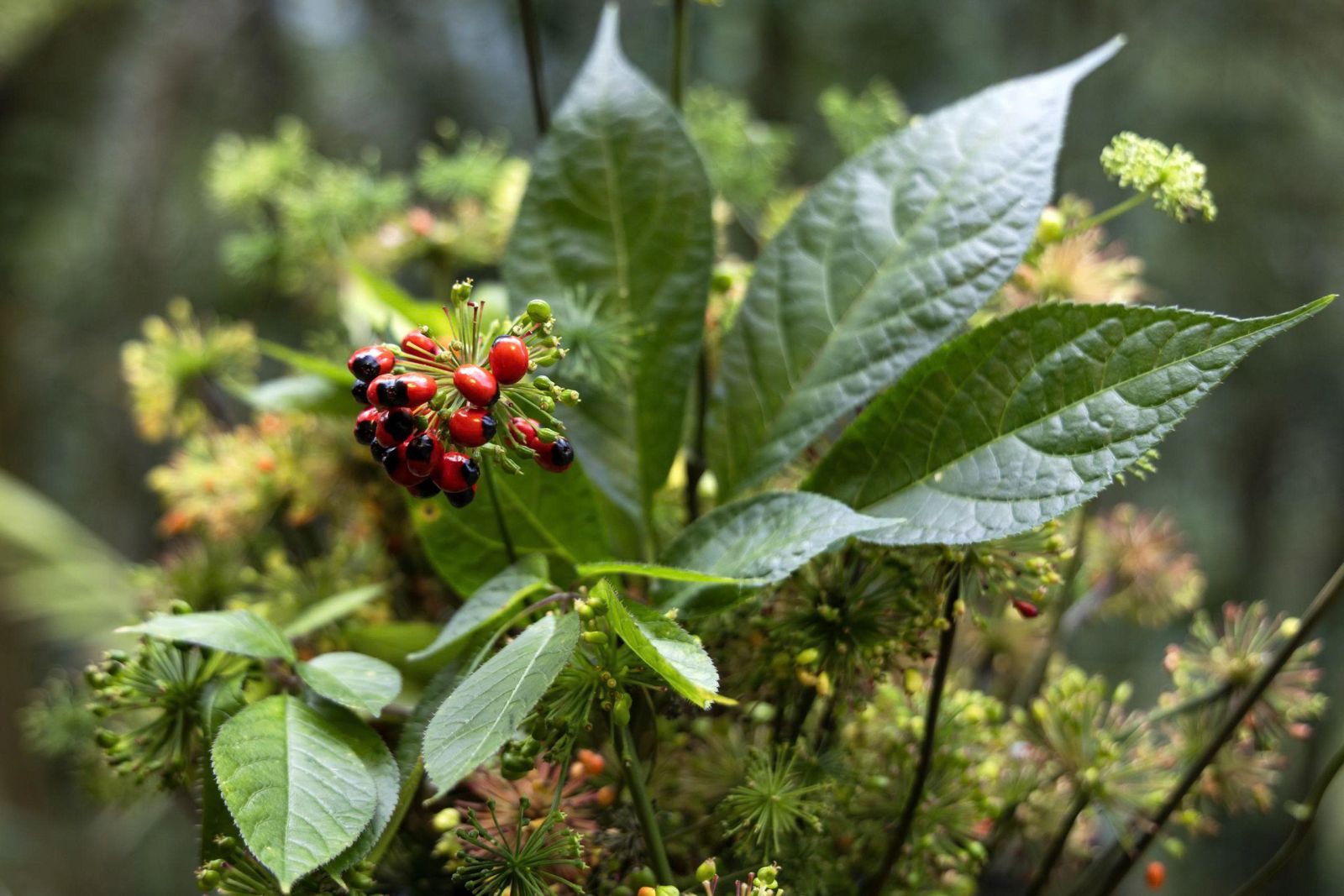 Đắt đỏ bậc nhất trong các loại lá dược liệu: Lá sâm Ngọc Linh có gì đặc biệt?