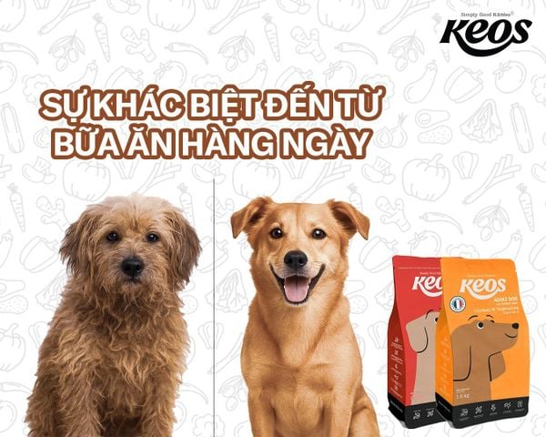 Chăm sóc hệ tiêu hóa – Bí quyết để thú cưng khỏe mạnh dài lâu