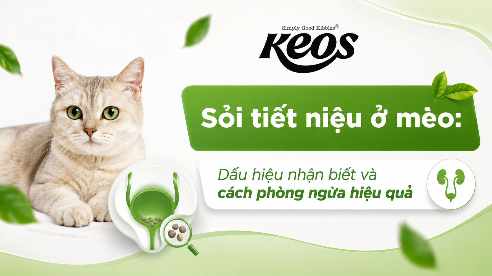 Sỏi tiết niệu ở mèo: Dấu hiệu nhận biết và cách phòng ngừa hiệu quả