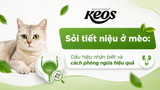 Sỏi tiết niệu ở mèo: Dấu hiệu nhận biết và cách phòng ngừa hiệu quả