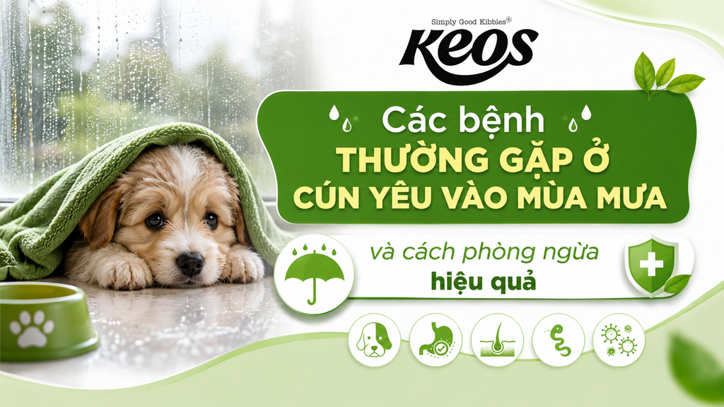Các bệnh thường gặp ở cún yêu vào mùa mưa và cách phòng ngừa hiệu quả