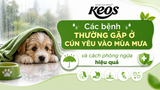Các bệnh thường gặp ở cún yêu vào mùa mưa và cách phòng ngừa hiệu quả