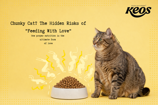Are You Overfeeding Your Pet? The Hidden Risks of ‘Feeding with Love’