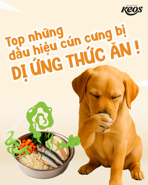 5 DẤU HIỆU CẢNH BÁO THÚ CƯNG BỊ DỊ ỨNG THỨC ĂN – ĐỪNG BỎ QUA!