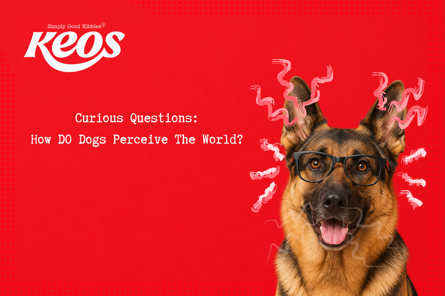 What Does the World Look Like to a Dog?