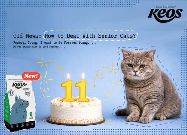 Caring for Senior Cats: How to Support Your Cat in Its Golden Years
