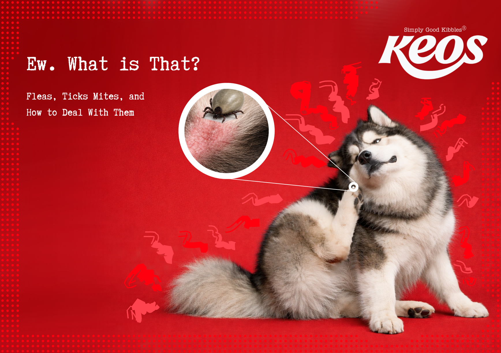 Fleas, Ticks and Mites in Pets: Signs, Treatment and Prevention