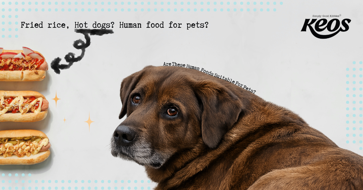 Is Human Food Safe for Dogs and Cats?