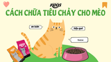 CÁCH CHỮA TIÊU CHẢY CHO MÈO AN TOÀN & HIỆU QUẢ